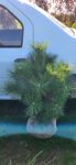 Pin negru - Pinus Nigra