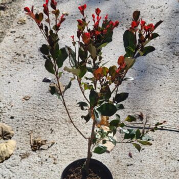 Photinia fraseri Little Red Robin