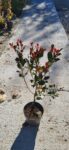 Photinia fraseri Little Red Robin