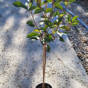 Photinia F. Red Robin pe picior