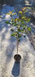 Photinia F. Red Robin pe picior