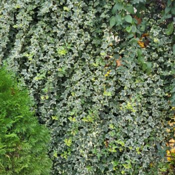 Pepiniera Calugareni 51 Iedera urcatoare verde cu galben