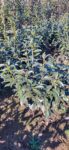 Laur englezesc - Prunus laurocerasus Genolia