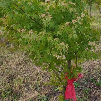 Acer palmatum -Artar japonez