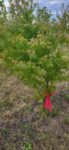Acer palmatum -Artar japonez
