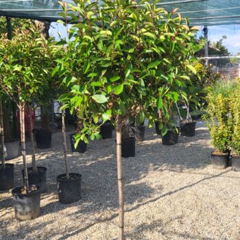 Photinia F. Red Robin pe picior