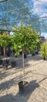 Photinia F. Red Robin pe picior
