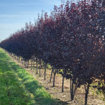 Corcodus rosu - Prunus cerasifera Nigra 250-300cm