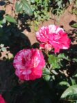 Trandafir-teahibrid-BROCELIANDE-50cm-1