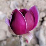 Magnolie Genie
