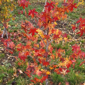 Arborele de guma-Liquidambar Styraciflua