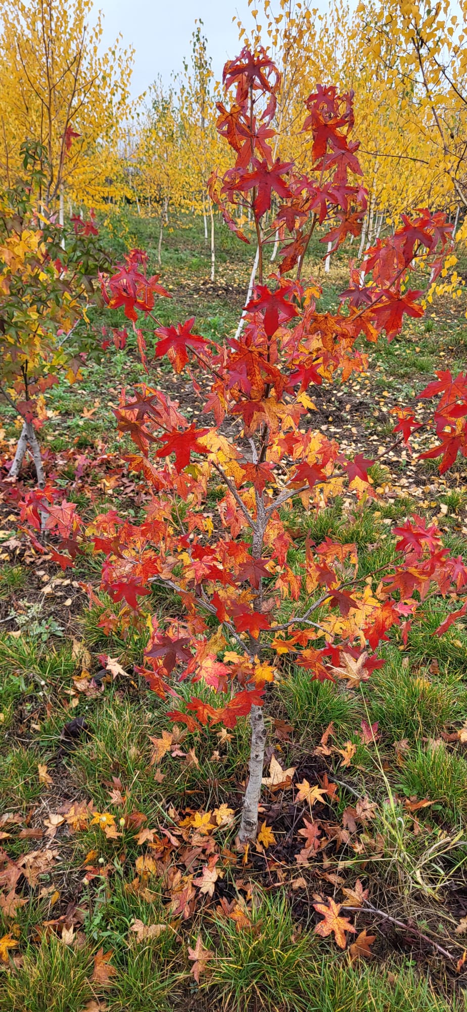 Arborele de gumă