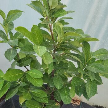 Laur englezesc -Prunus laurocerasus Rotundifolia