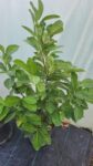 Laur englezesc -Prunus laurocerasus Rotundifolia