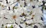 Magnolia Alba Stelatta 130-150cm