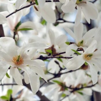Pepiniera Calugareni 22 Magnolia Alba Stelatta 130-150cm