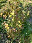 Acer palmatum -Artar japonez