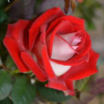 IMG-20221119-WA0019