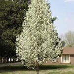Par ornamental Chanticleer - Pyrus calleryana Chanticleer