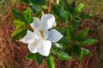 magnolia-grandiflora-little-gem-780×520