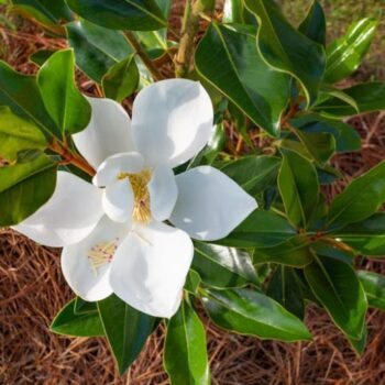 Pepiniera Calugareni 54 Magnolia Grandiflora