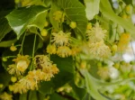 Tei argintiu - Tilia Tomentosa 100-120cm ghiveci 3litri