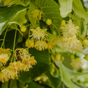 Tei argintiu - Tilia Tomentosa 100-120cm ghiveci 3litri