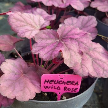 Pepiniera Calugareni 56 Heuchera Wild Rose