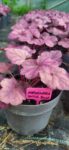Heuchera Wild Rose