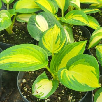 Hosta great expectation