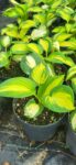 Hosta great expectation