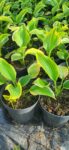 Hosta Liberty