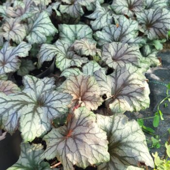 Pepiniera Calugareni 41 Heuchera Rex Silver