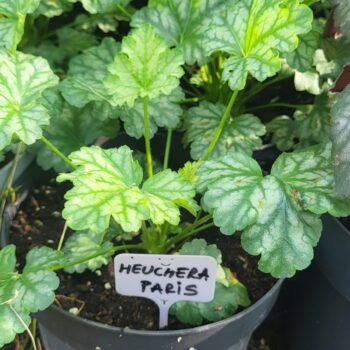 Pepiniera Calugareni 42 Heuchera Paris
