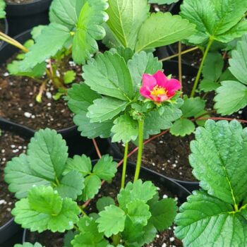 Capsun remontant - Fragraria x ananassa vigerous & sturdy Toscana F1 deep rose
