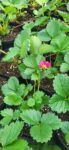 Capsun remontant - Fragraria x ananassa vigerous & sturdy Toscana F1 deep rose