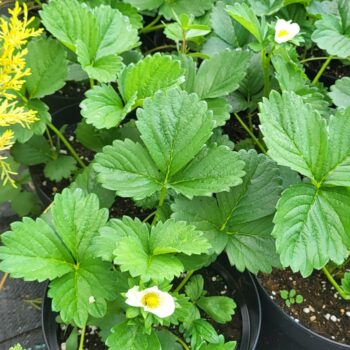 Pepiniera Calugareni 38 Capsun remontant - Fragraria x ananassa vigerous & sturdy elan F1 white