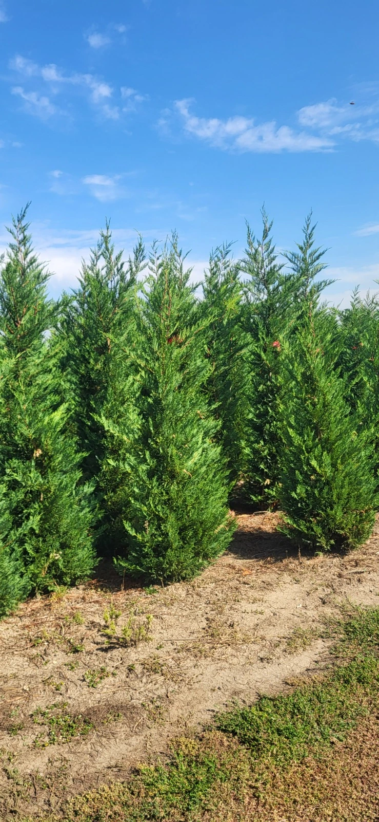 Leylandii